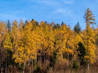 Leuchtender Lärchenwald nahe Sachrang